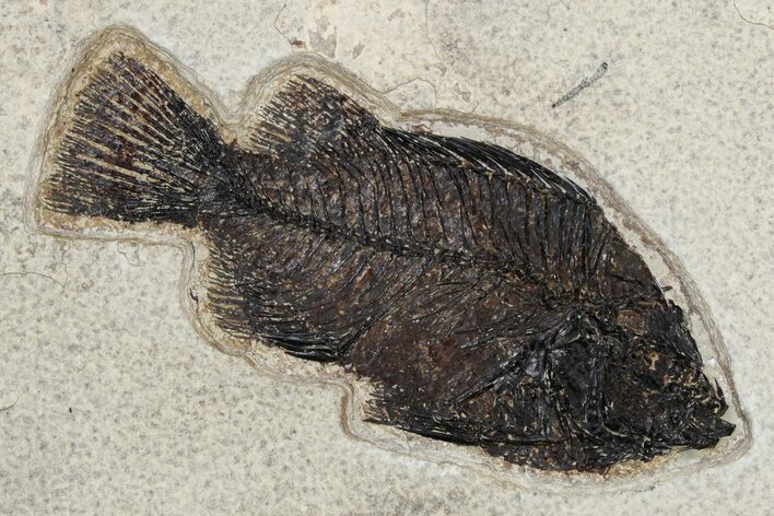 Elegant Fossil Fish (Cockerellites) - Wyoming #233858